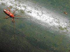 Ragwelellus rubrinus