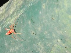 Ragwelellus rubrinus