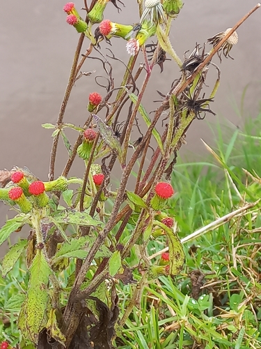 redflower ragleaf