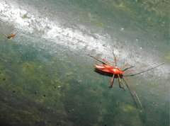 Ragwelellus rubrinus