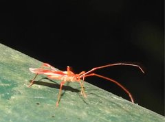 Ragwelellus rubrinus