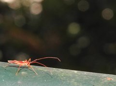 Ragwelellus rubrinus