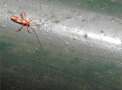 Ragwelellus rubrinus