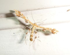 Geina periscelidactylus