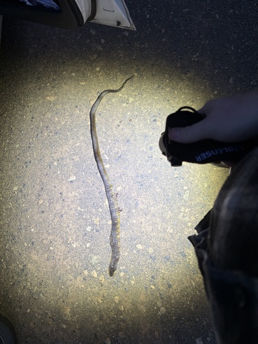 Tiger Snake sighting