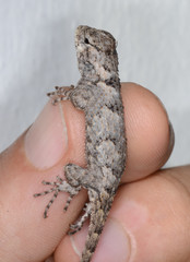 Sceloporus melanorhinus