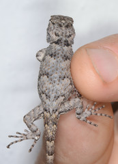 Sceloporus melanorhinus