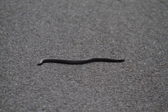 Plectrurus perroteti