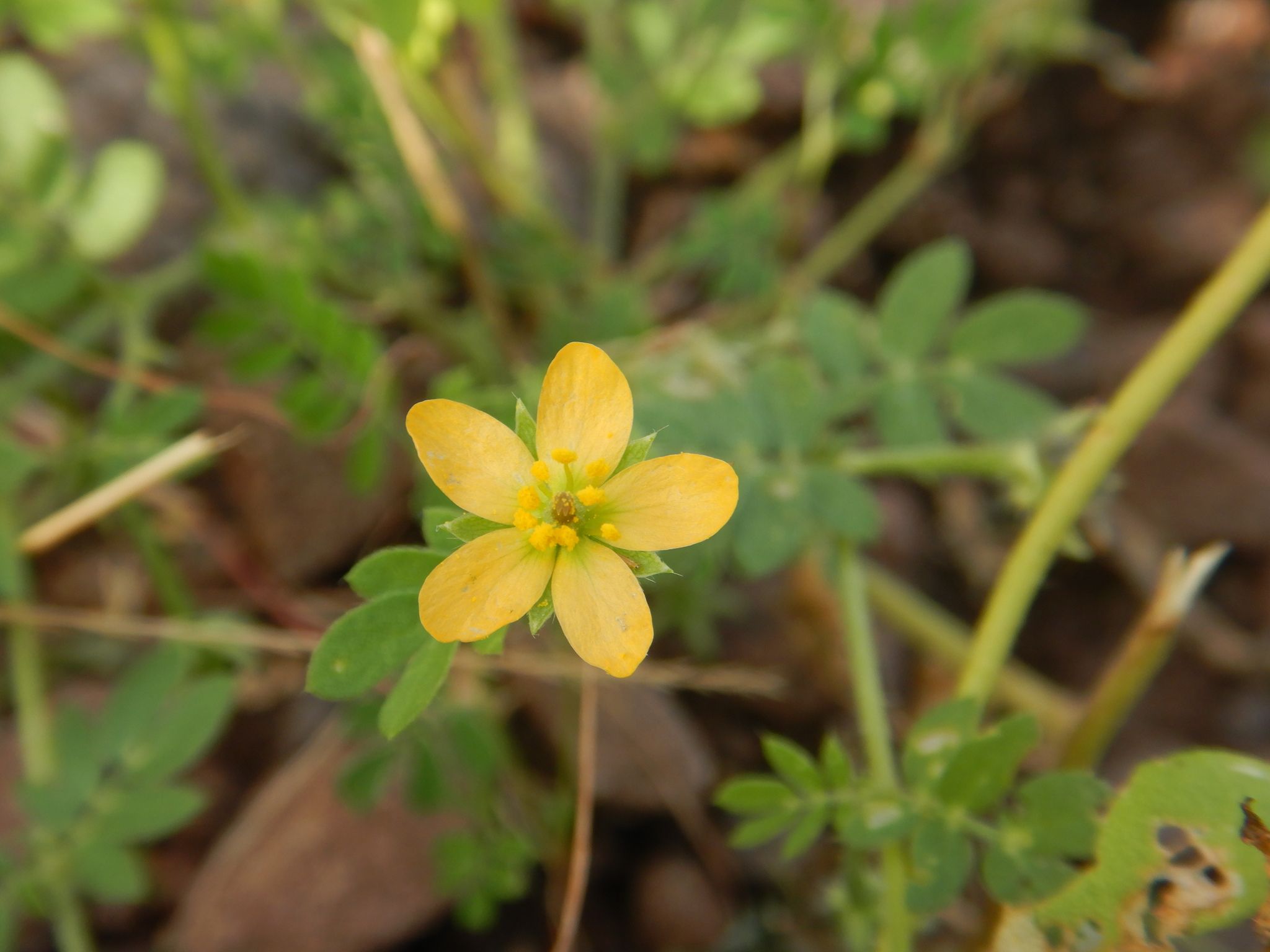 Kallstroemia californica