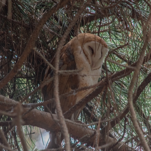 View observation of {o.common_name} on iNaturalist