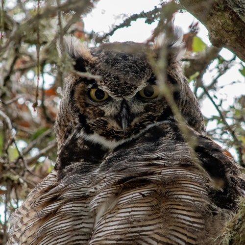 View observation of {o.common_name} on iNaturalist