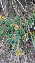 Senecio scandens incisus