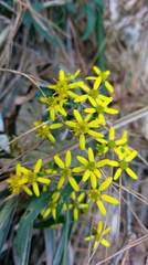 Senecio scandens incisus