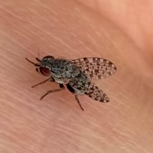 Odinia williamsi