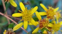 Senecio scandens incisus