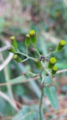 Senecio scandens incisus