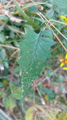 Senecio scandens incisus
