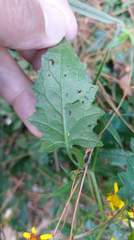 Senecio scandens incisus
