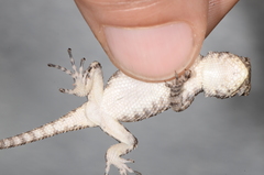 Sceloporus melanorhinus