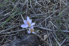 Crocus cancellatus