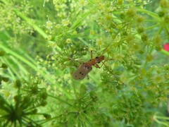 Parisopalpus nigronotatus