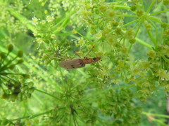 Parisopalpus nigronotatus