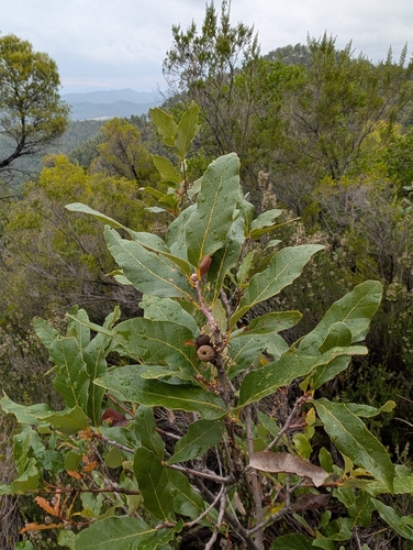 Macedonian Oak (Quercus trojana)