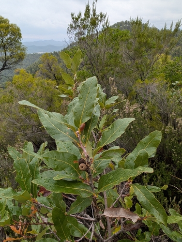 Quercus trojana, photograph 3