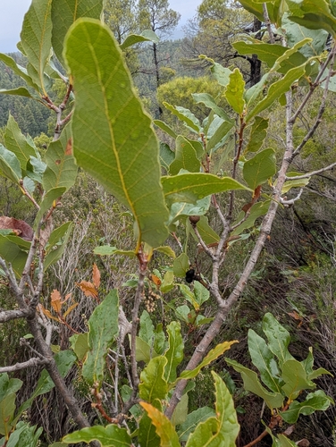 Quercus trojana, photograph 4