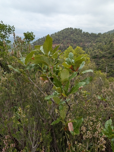 Quercus trojana, photograph 5
