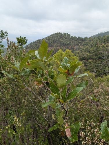 Quercus trojana, photograph 6