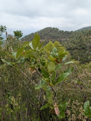 Quercus trojana, photograph (c) Grzegorz Grzejszczak, some rights reserved (CC BY-SA)