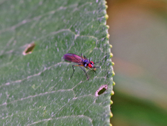 Tanypezidae