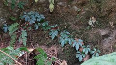 Tetrastigma obtectum glabrum