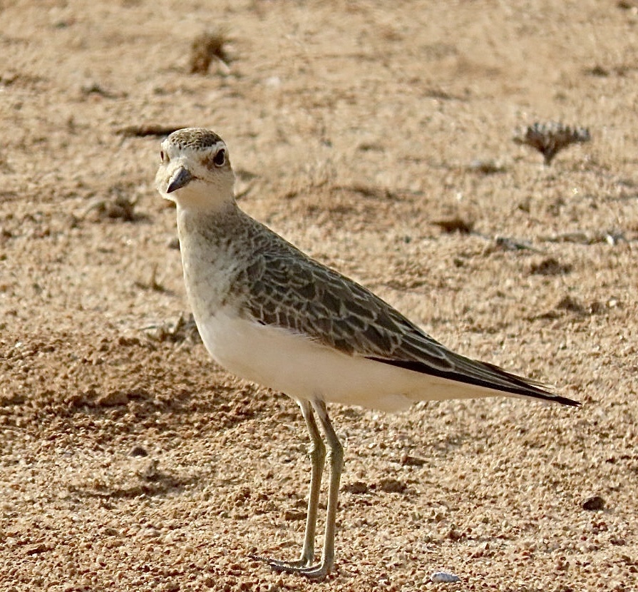 Caspian Plover