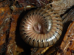 Bollmaniulus