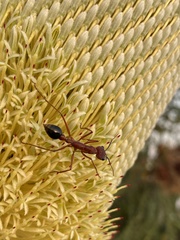 Myrmecia analis