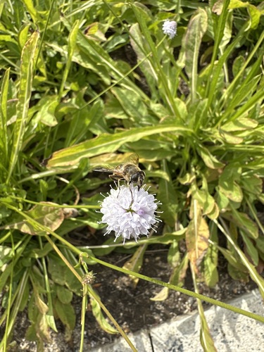 Unknown species found near Benjamin Franklin Pkwy, Philadelphia, PA, US
