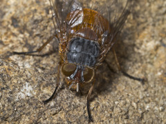 Calliphora nigrithorax