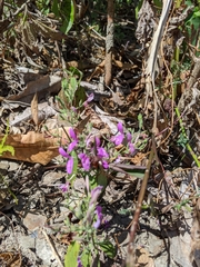 Hypoestes cumingiana