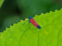 Cardioscarta flavifrons
