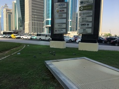 Columba livia domestica