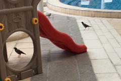 Acridotheres tristis