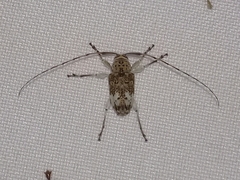 Atrypanius conspersus