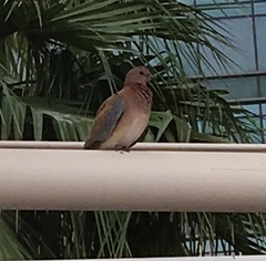 Streptopelia senegalensis