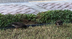 Acridotheres tristis