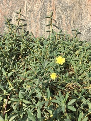 Lactuca serriola