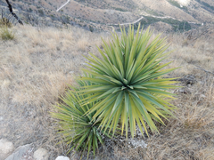 Yucca schottii