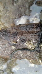 Eulalia microphylla