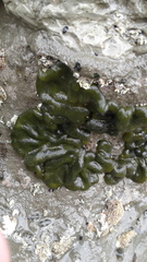 Codium convolutum